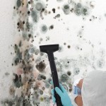 Black-Mold-Remediation-Lacey