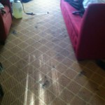 Lacey-Carpet-Clean-before