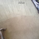 Lacey-Carpet-Cleaning-Company
