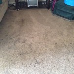 Lacey-Dirty-Carpet