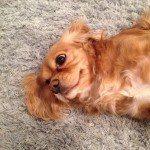 Lacey-Dog-Poop-Cleaning
