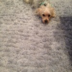 Lacey-Dog-carpet-clean