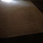 Lacey-Fleas-Cleaning