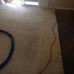 Lacey-Traffic-Area-carpet-cleaners
