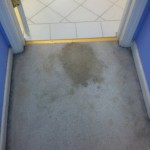 Lacey-Vomit-1-before-carpet