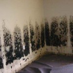 Mold-Removal-Lacey