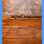 Wall-Mold-Removal-Lacey