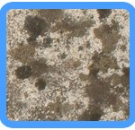 Water-Mold-Removal-Lacey